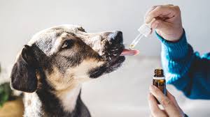 Why is CBD for Dogs Canada a Must-Have in 2024?